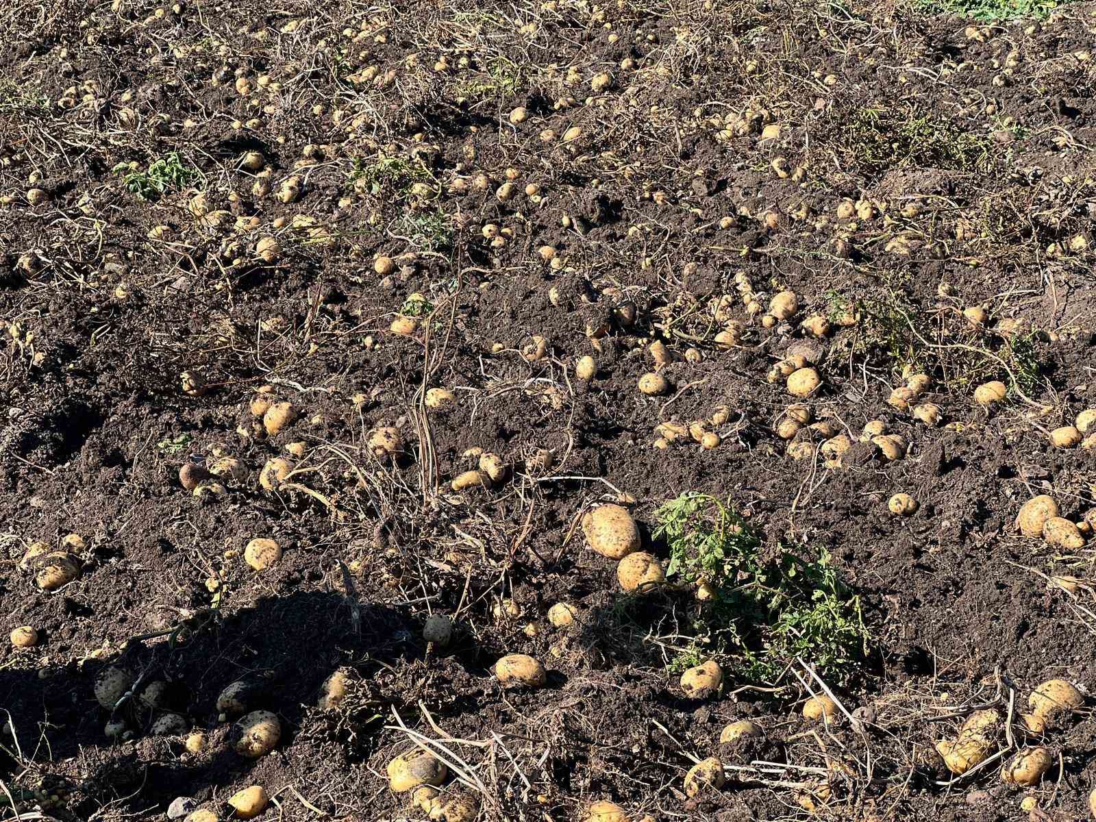 Arpaçay’da kışlık patates hasadı başladı
