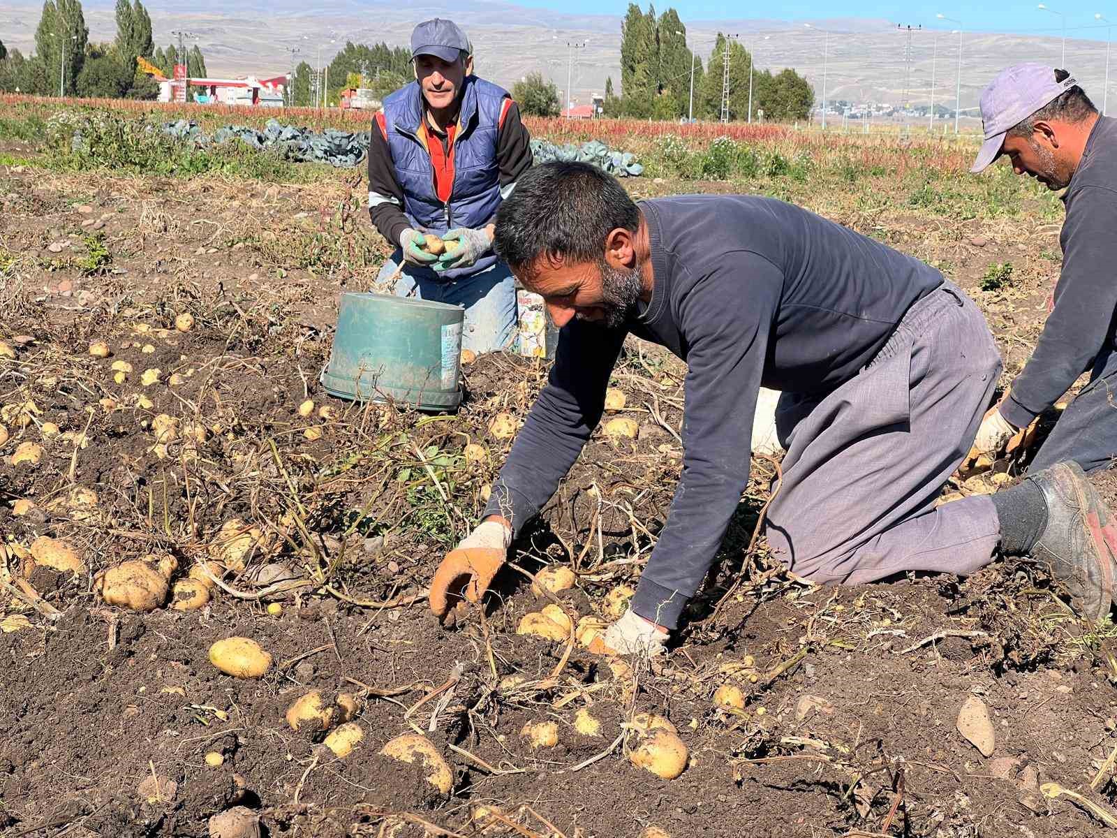 Arpaçay’da kışlık patates hasadı başladı
