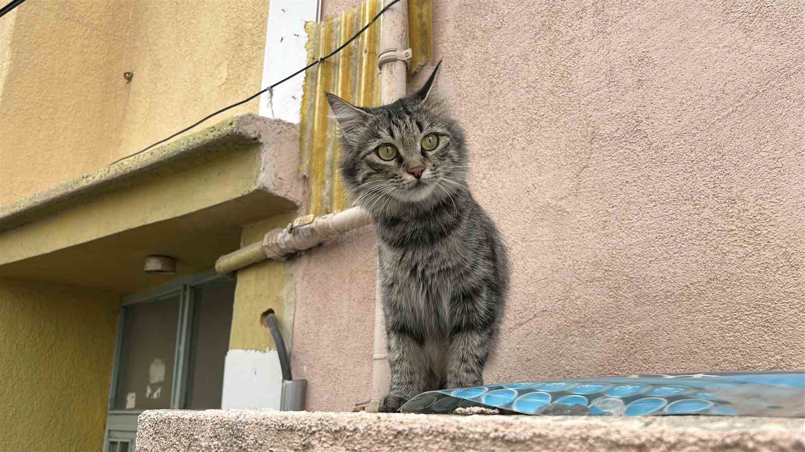 80 yaşında kedi yüzünden dehşet saçtı
