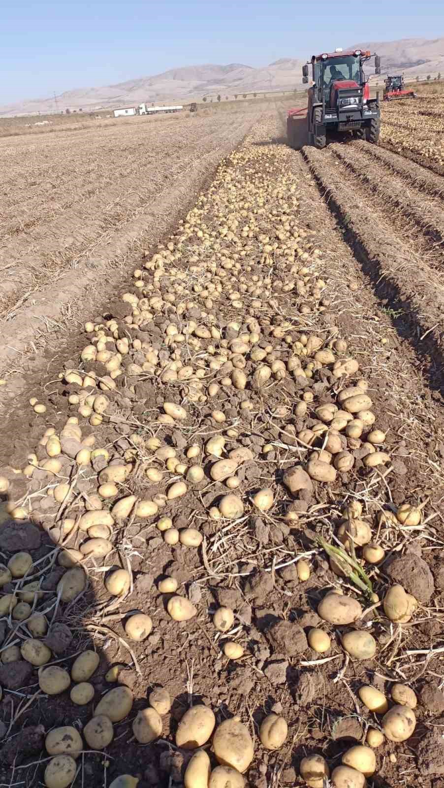 Tomarza’da patates hasadı tüm hızıyla devam ediyor
