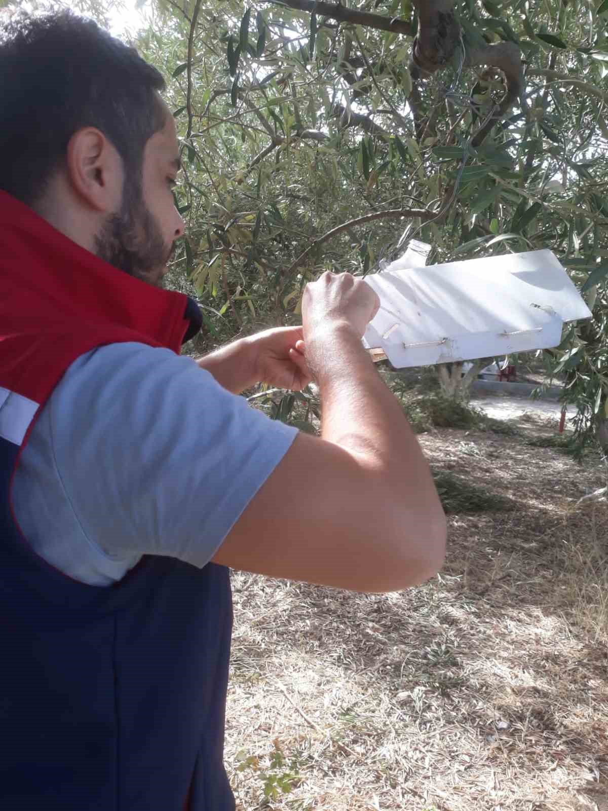 Hasat öncesi zeytin bahçeleri kontrol edildi
