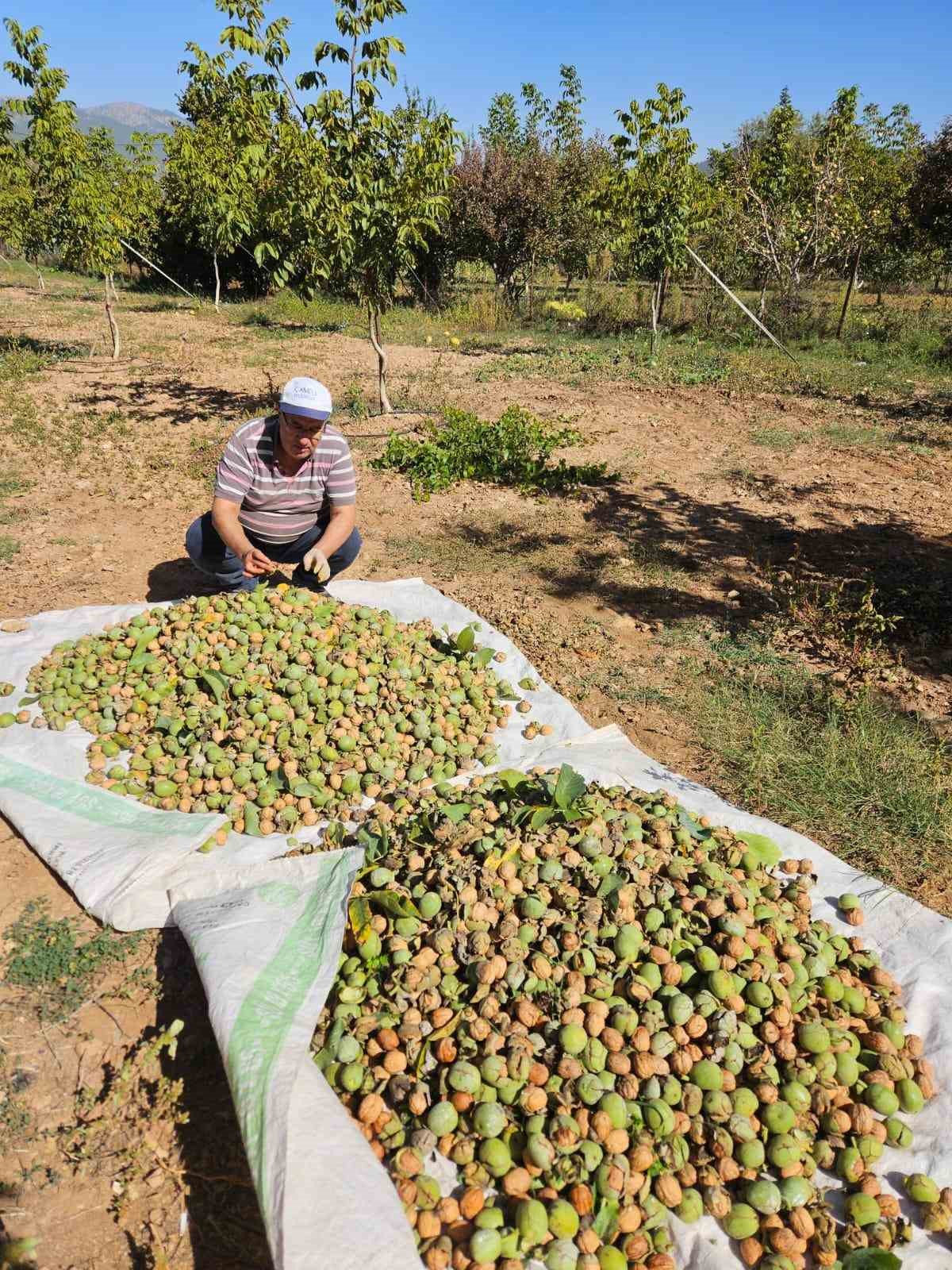 Çameli’de 2024 sezonu ceviz hasadı başladı
