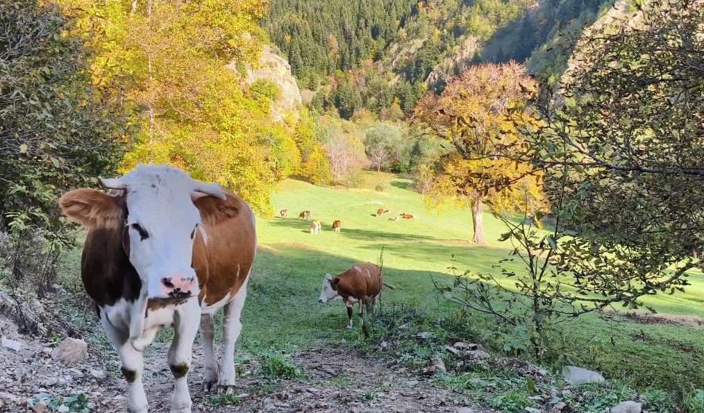 Rutav Gölü sonbahar renkleriyle büyülüyor
