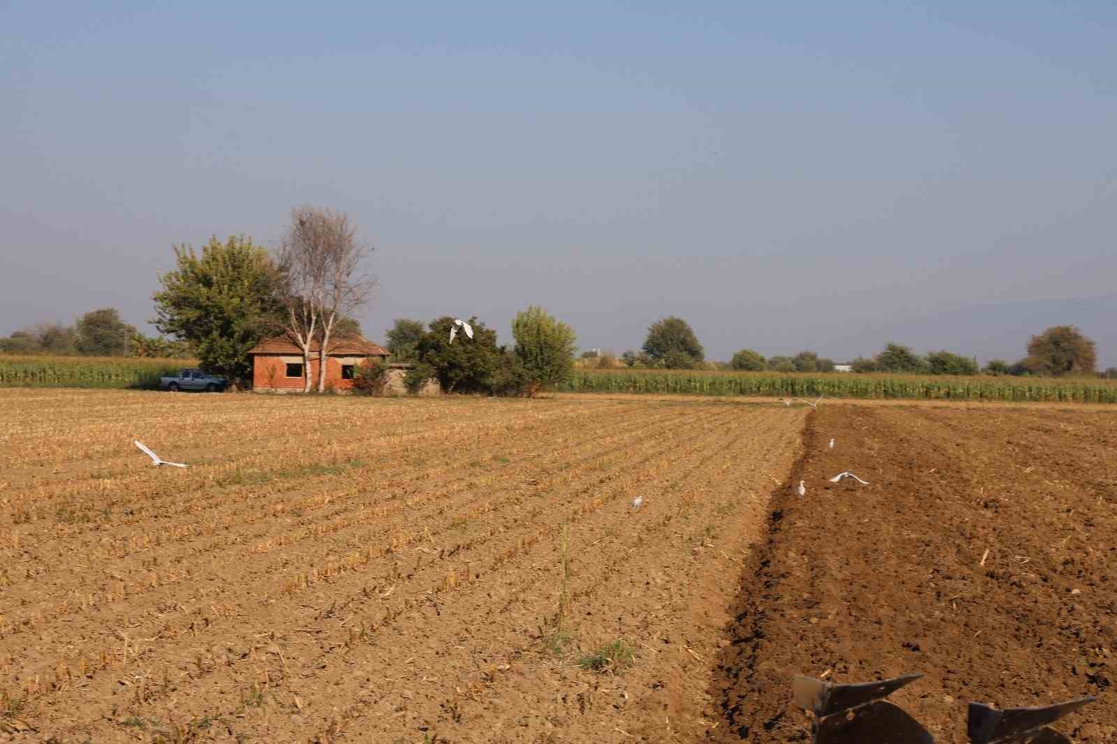 Aydın’da su kuşları, çiftçilerin tarladaki yoldaşı oluyor
