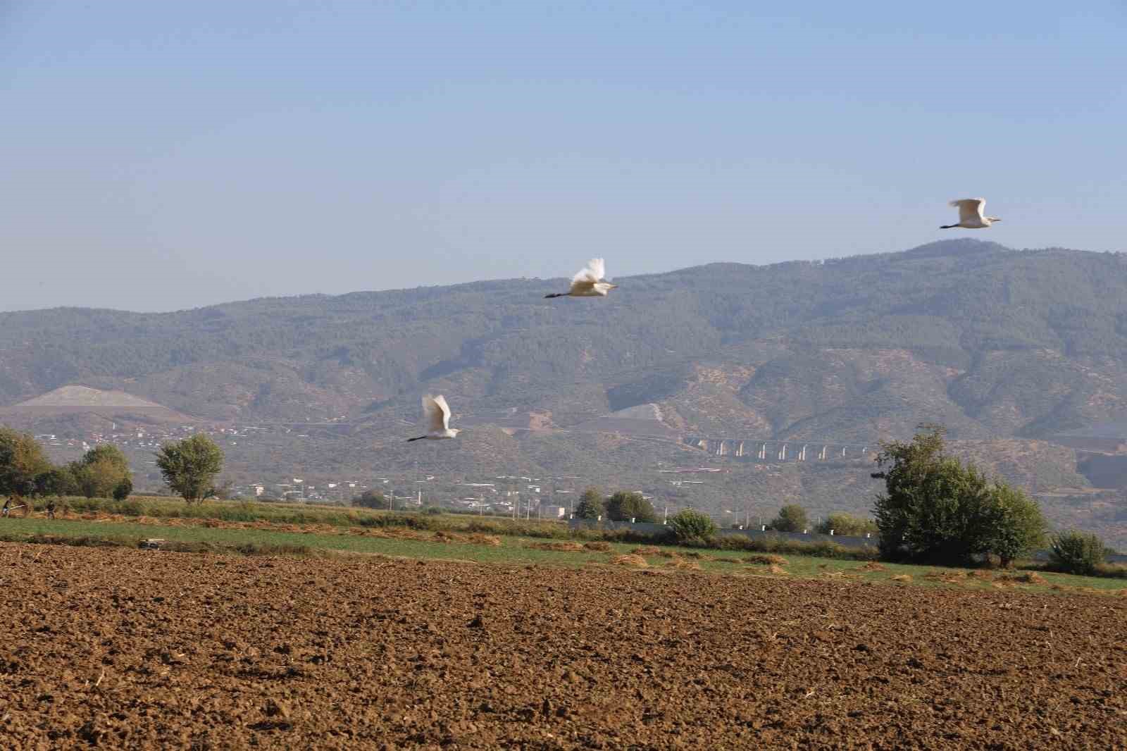 Aydın’da su kuşları, çiftçilerin tarladaki yoldaşı oluyor
