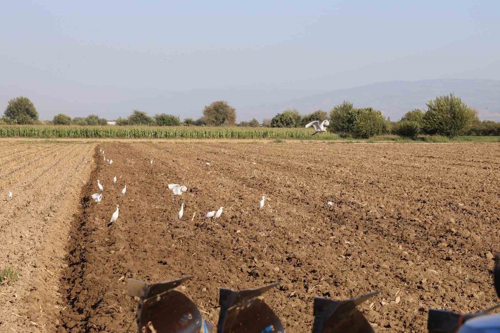 Aydın’da su kuşları, çiftçilerin tarladaki yoldaşı oluyor
