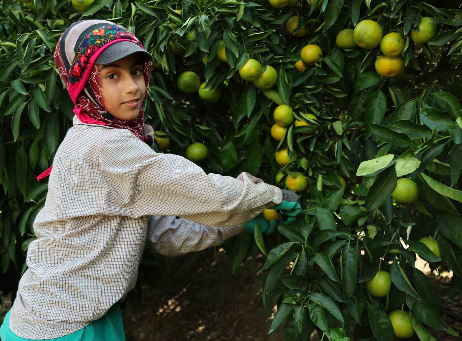 Adana’da mandalinadan 500 bin ton verim bekleniyor
