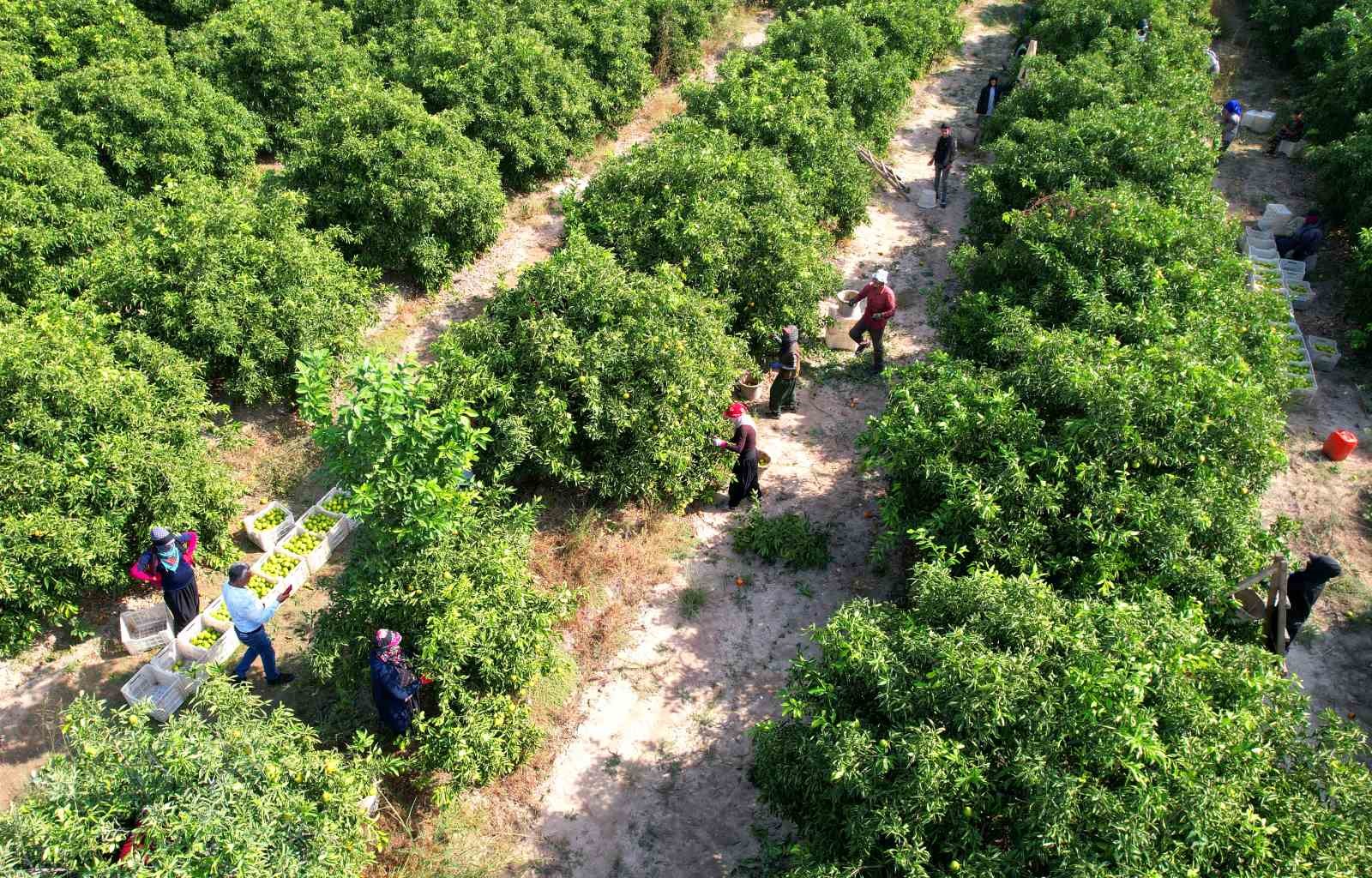 Adana’da mandalinadan 500 bin ton verim bekleniyor
