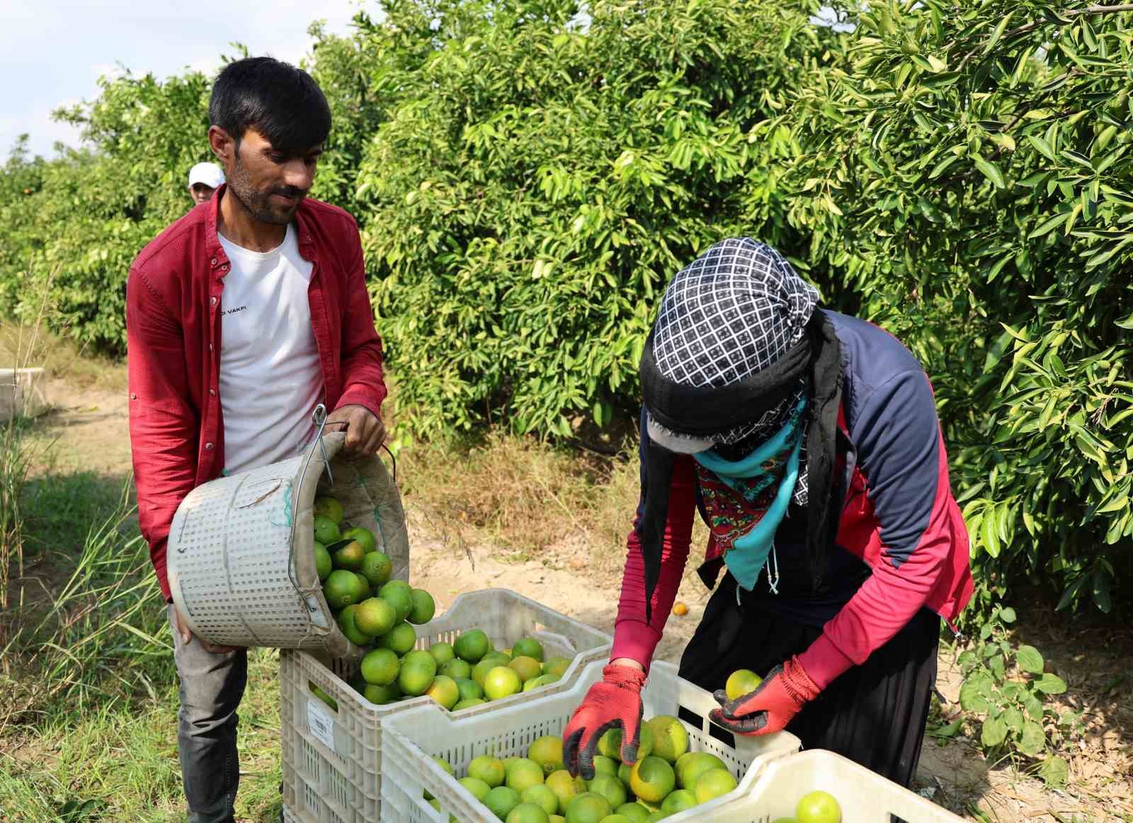 Adana’da mandalinadan 500 bin ton verim bekleniyor
