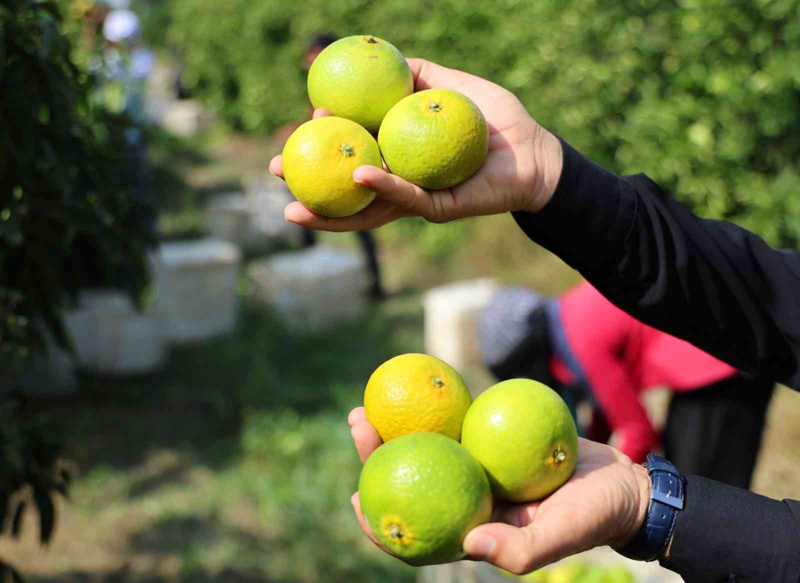 Adana’da mandalinadan 500 bin ton verim bekleniyor
