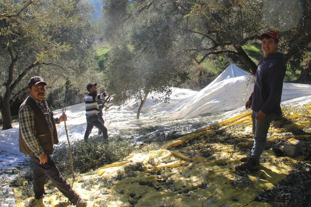 Sofralık zeytin üretiminin yüzde 10’unu Aydın karşılıyor
