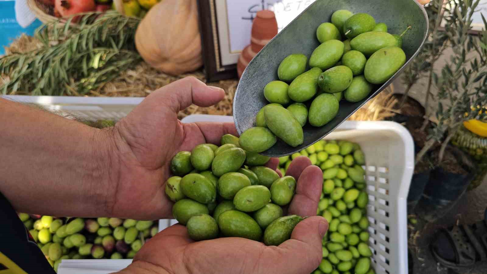 Karacasu Zeytini festivalle tanıtıldı
