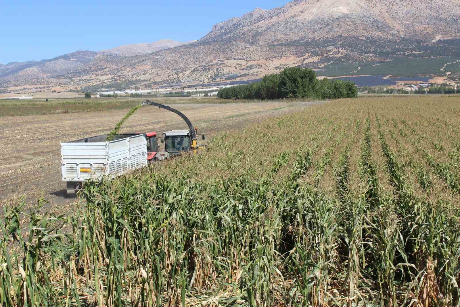 Elmalı’da silajlık mısır hasadı yapıldı
