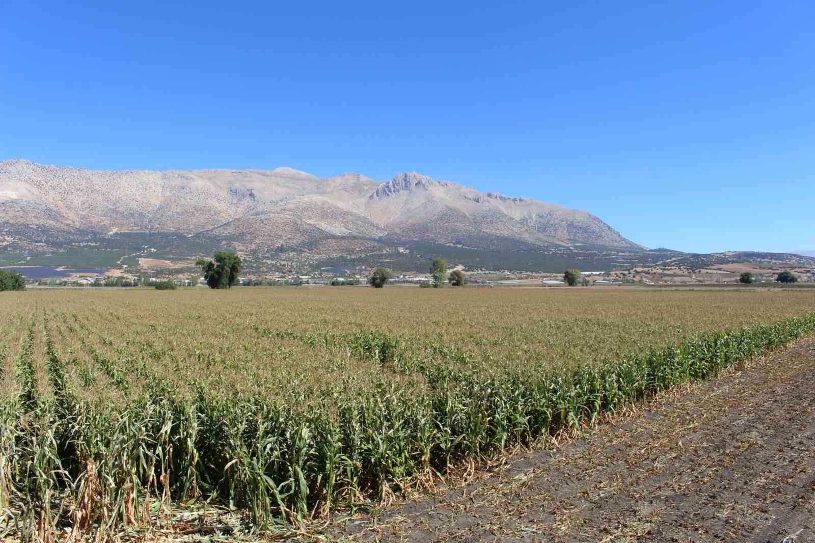 Elmalı’da silajlık mısır hasadı yapıldı
