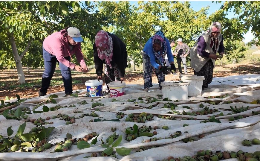 Denizli’nin ceviz üretiminde yüzde 46 artış bekleniyor
