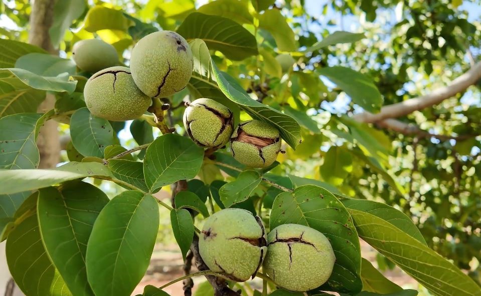 Denizli’nin ceviz üretiminde yüzde 46 artış bekleniyor
