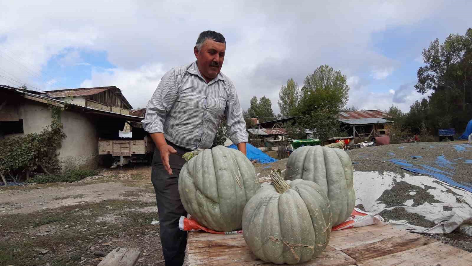 Hayvan gübresiyle yetiştirilen bal kabağı 40 kilogram oldu
