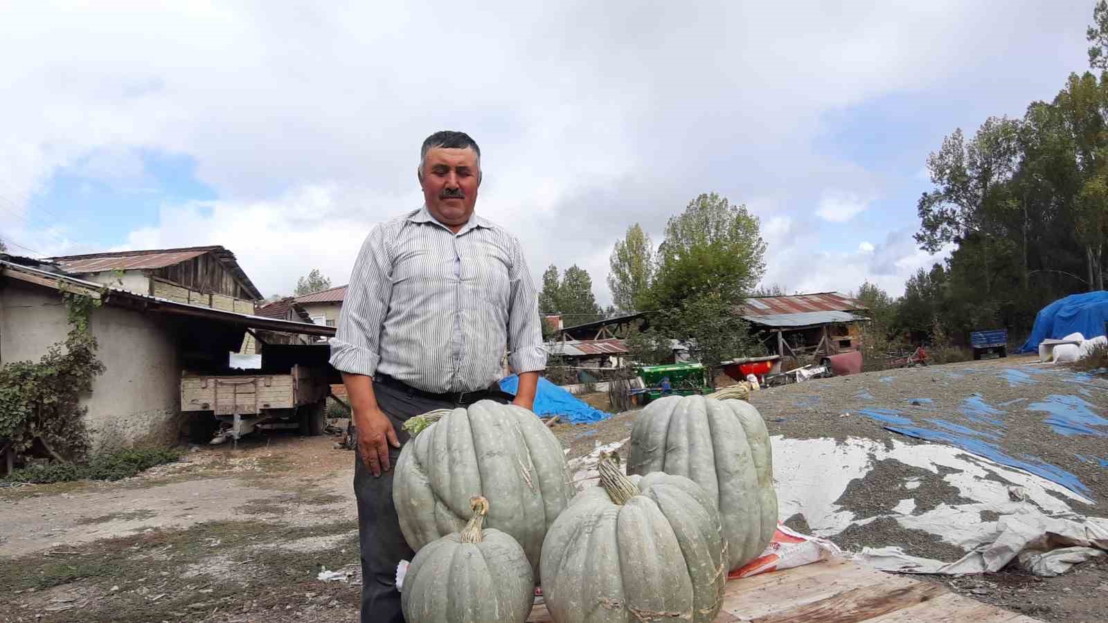 Hayvan gübresiyle yetiştirilen bal kabağı 40 kilogram oldu
