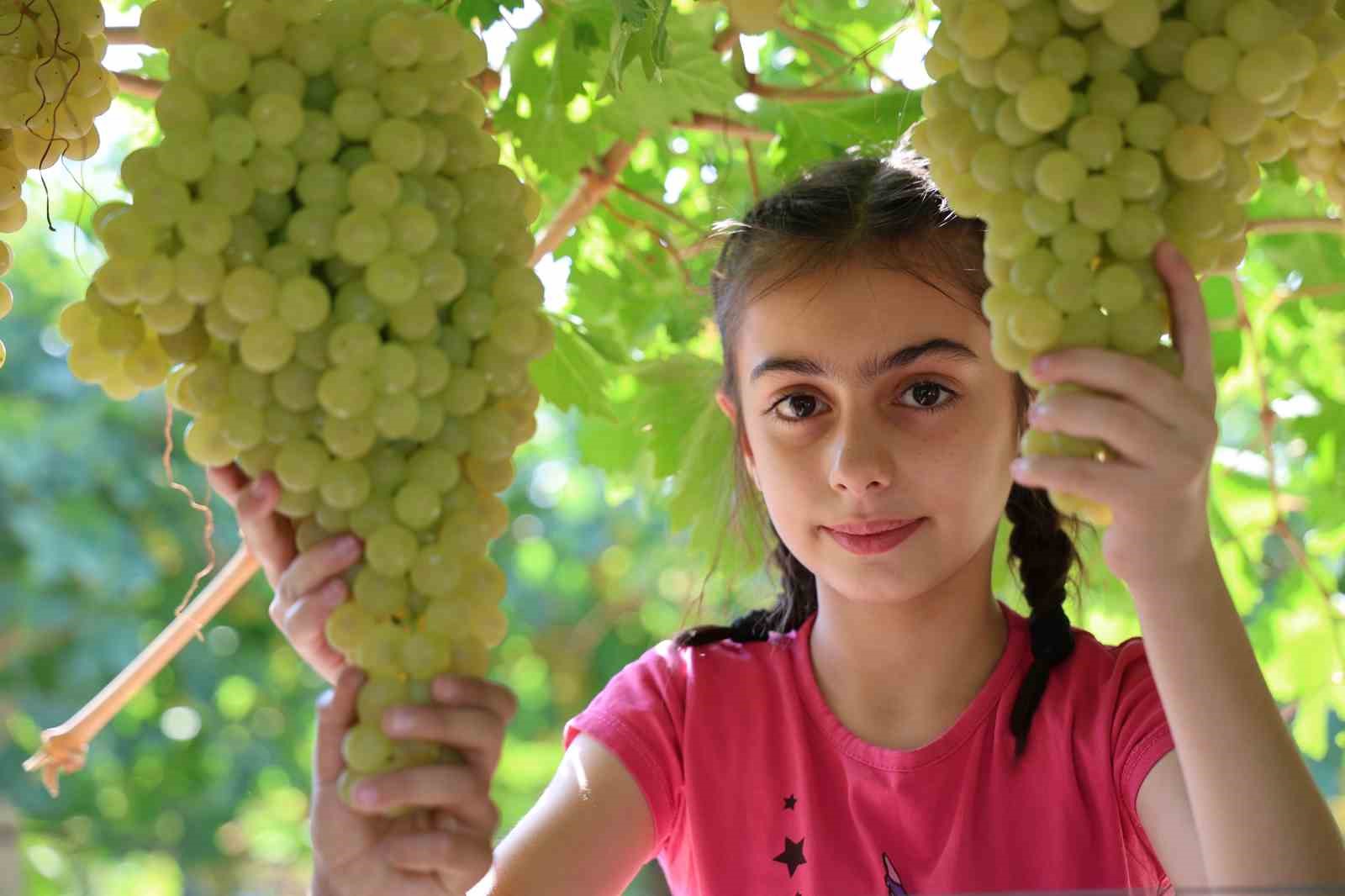 Çocuklar üzüm hasadına renk katıyor
