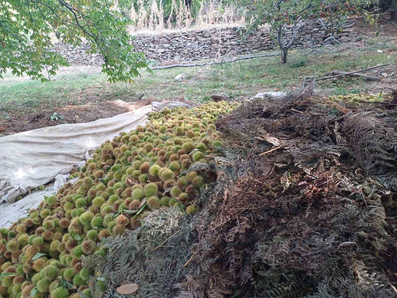 Köşk’te kestane hasadı devam ediyor
