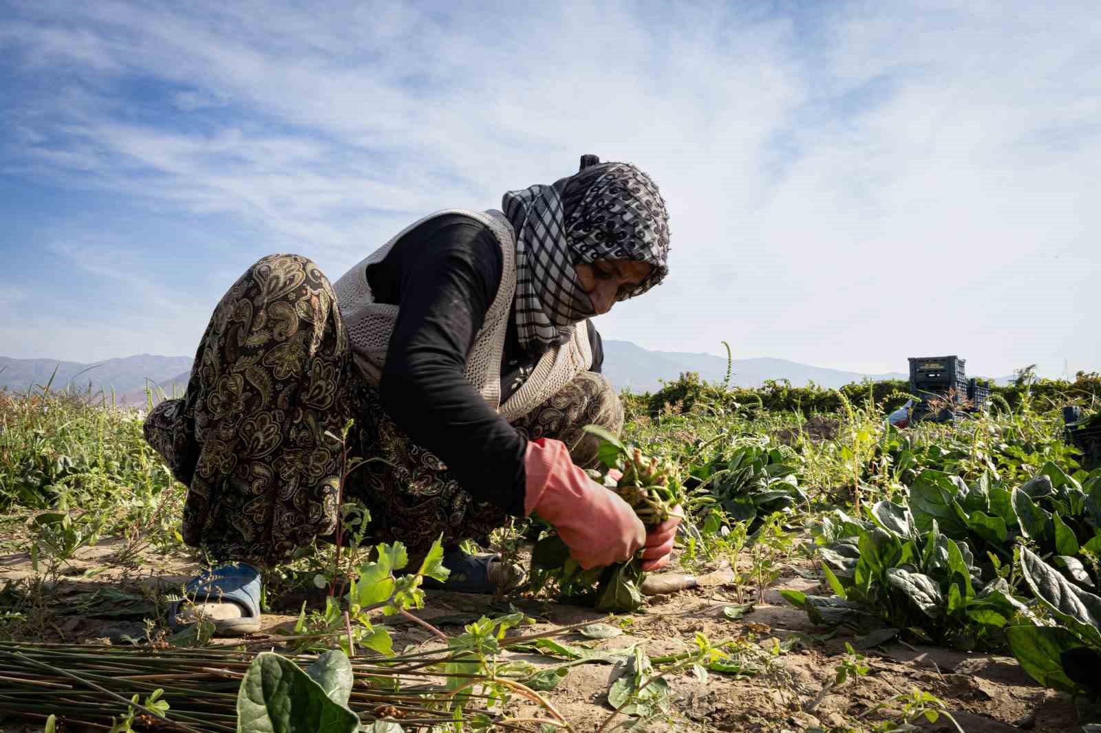 Türkiye’nin ıspanak deposunda hasat heyecanı
