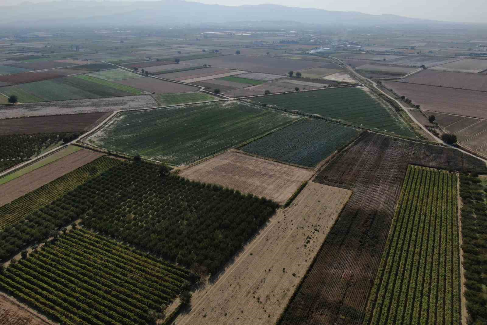 Türkiye’nin ıspanak deposunda hasat heyecanı
