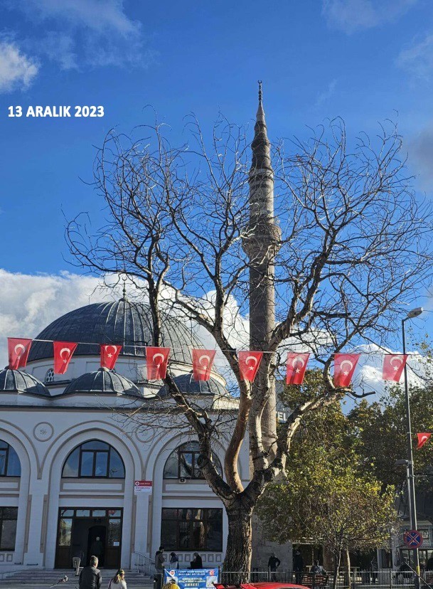 Bandırma’da asırlık kuruyan kavak ağacın kalan kısmı da kesildi
