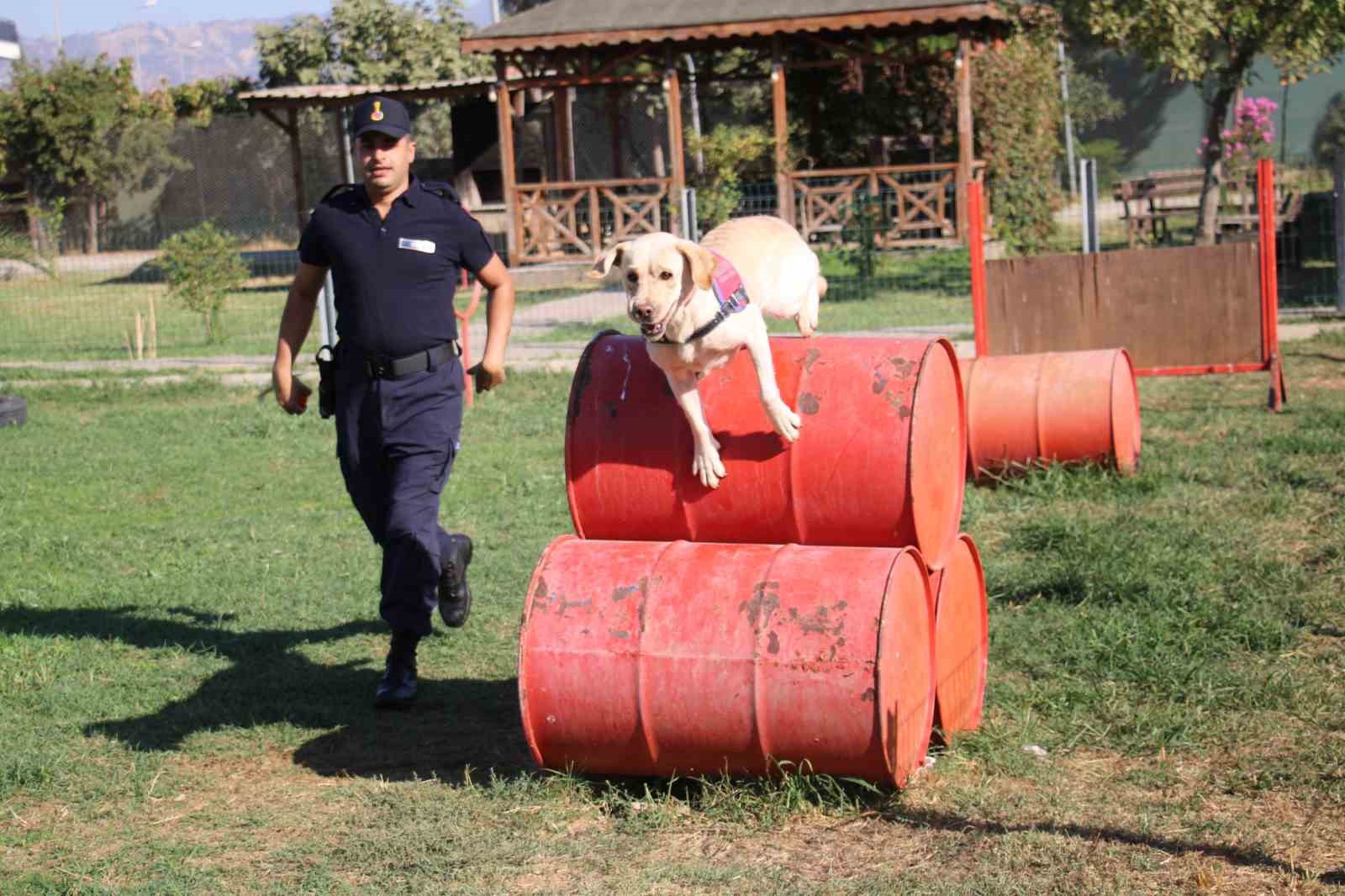 Jandarmanın hassas burunları, suçluların korkulu rüyası oldu
