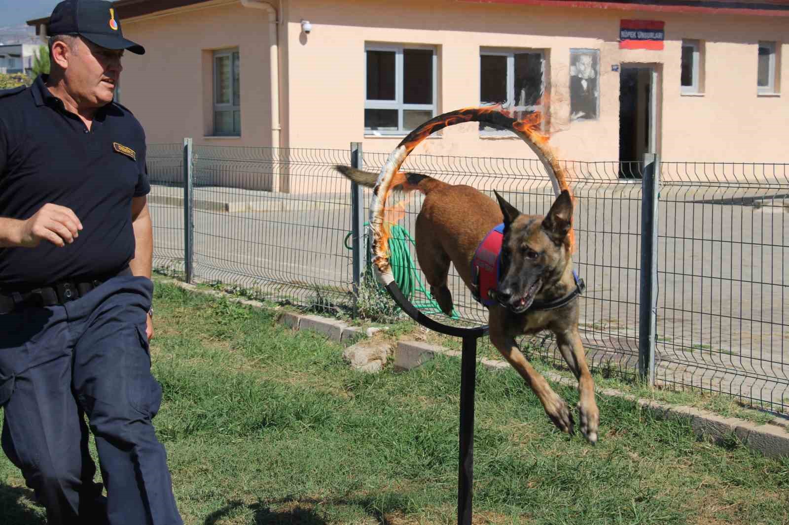 Jandarmanın hassas burunları, suçluların korkulu rüyası oldu
