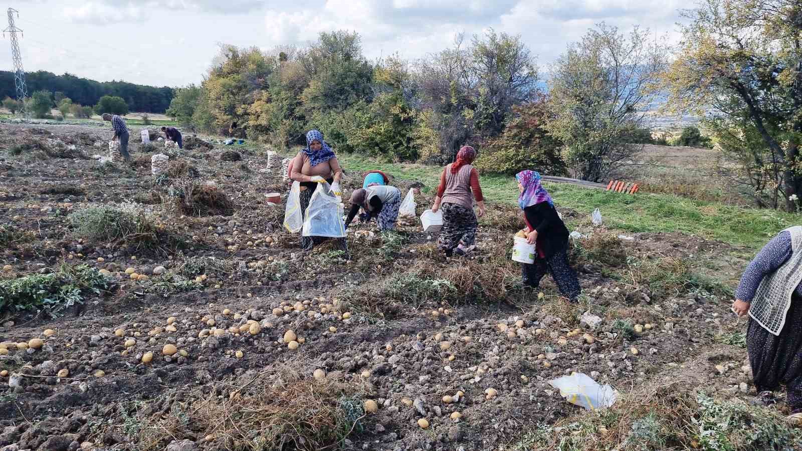 Kütahyalı çiftçiler arpa, buğday yerine daha kârlı olan patates üretimine yöneldi
