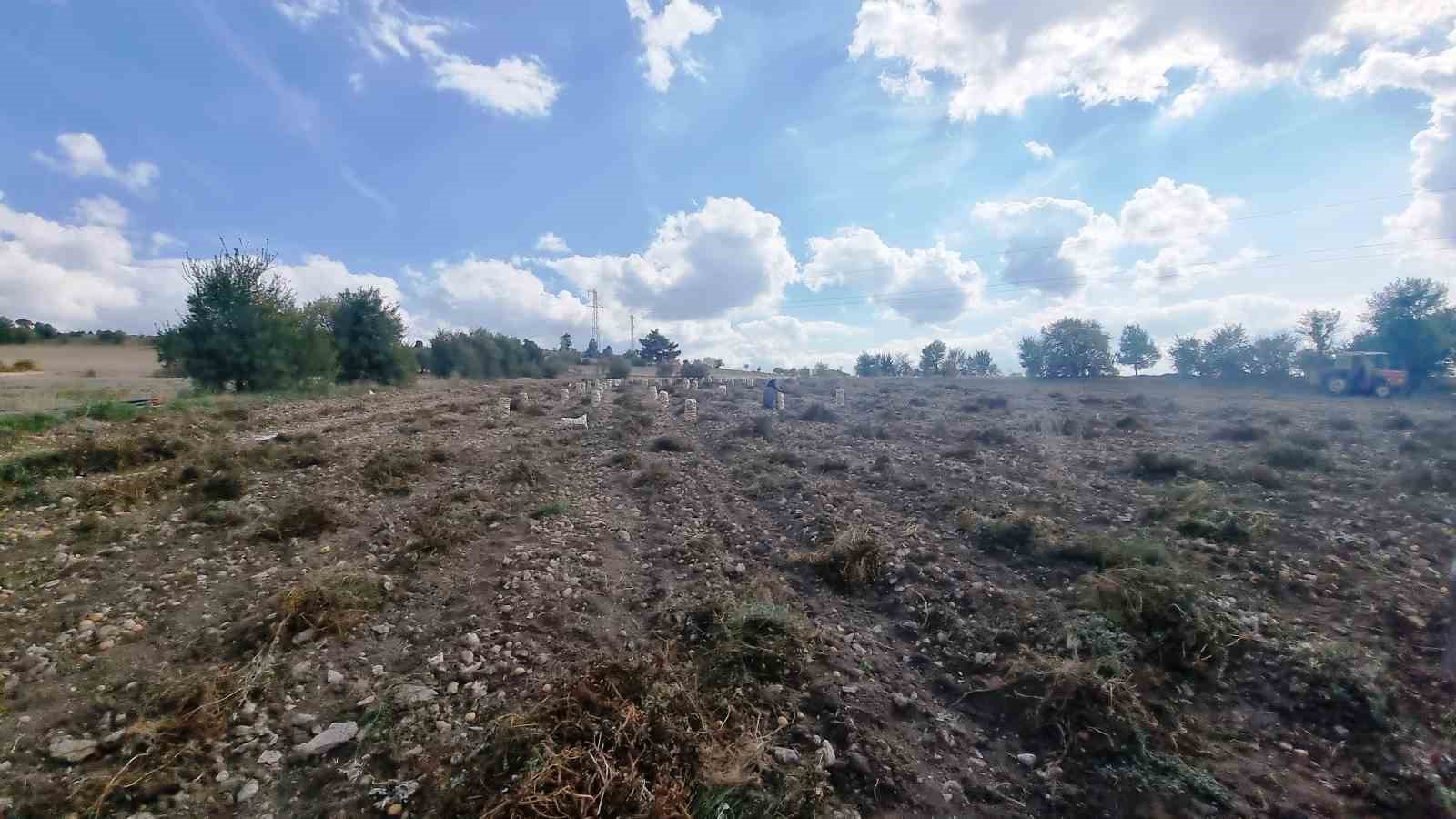 Kütahyalı çiftçiler arpa, buğday yerine daha kârlı olan patates üretimine yöneldi
