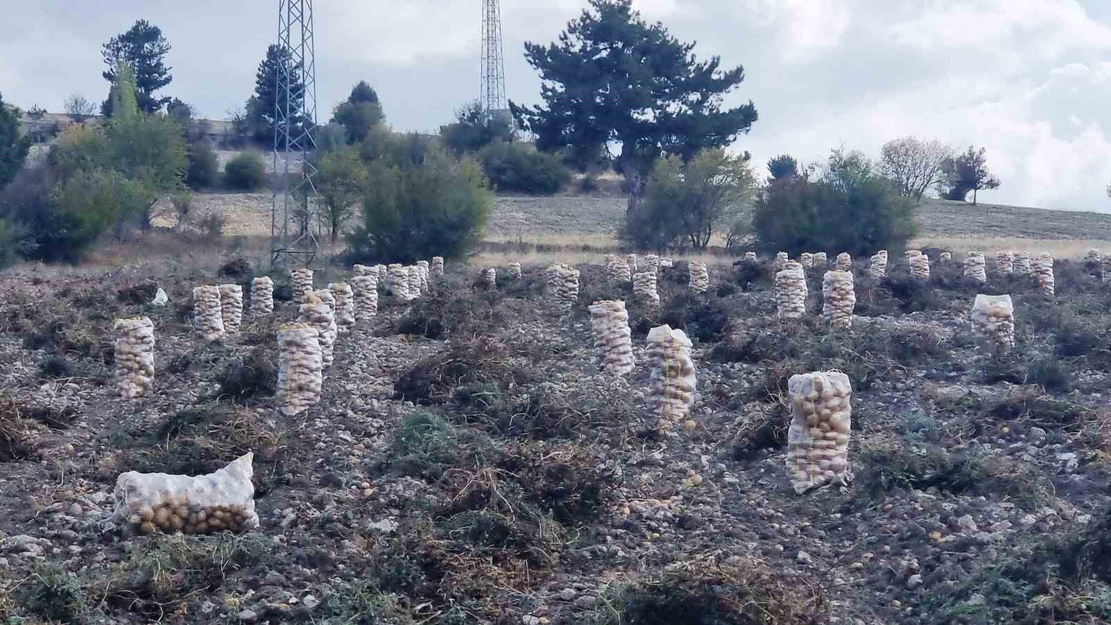 Kütahyalı çiftçiler arpa, buğday yerine daha kârlı olan patates üretimine yöneldi
