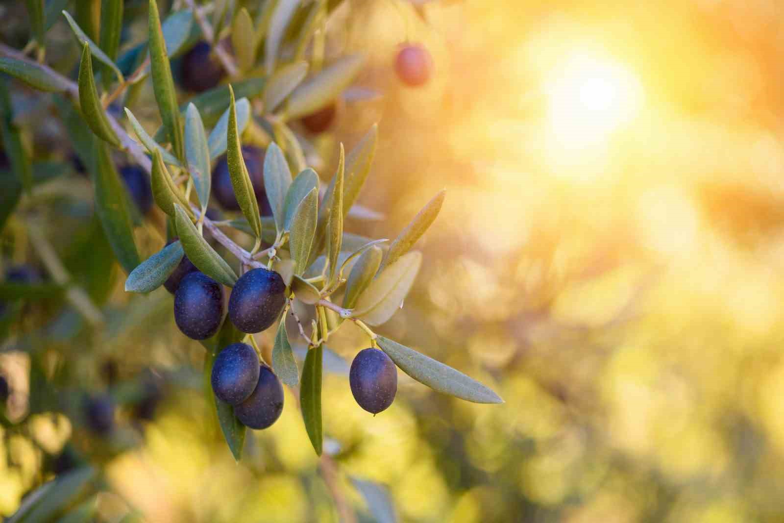 Sofralık zeytin ihracatında tarihi rekor
