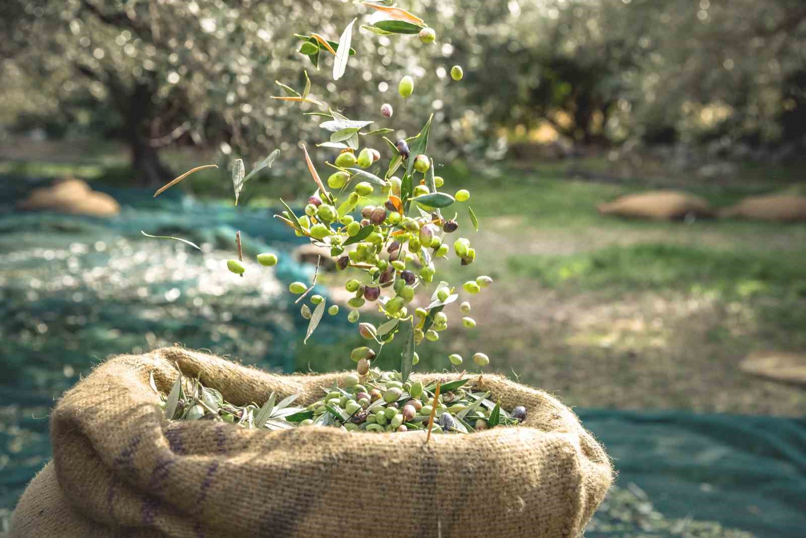 Sofralık zeytin ihracatında tarihi rekor
