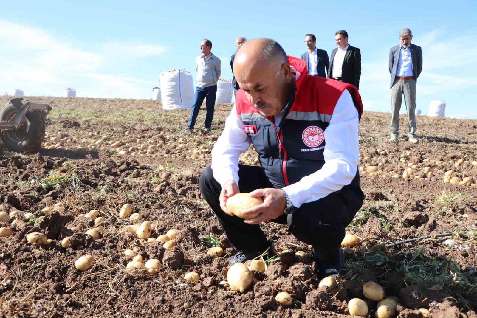 Türkiye’nin en lezzetli patatesleri bu topraklarda yetişiyor
