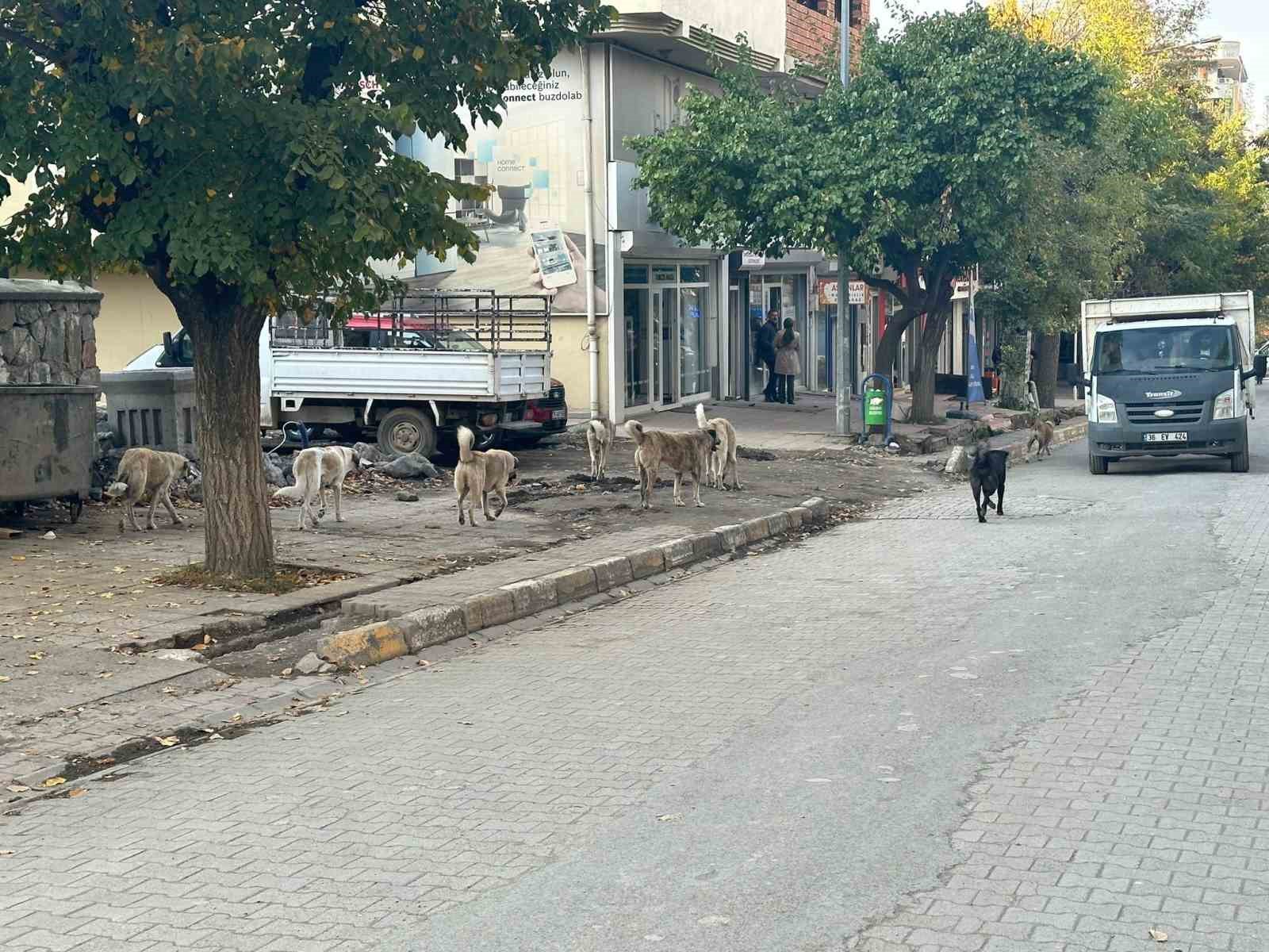 Kağızman’da başıboş köpekler tehlike saçıyor
