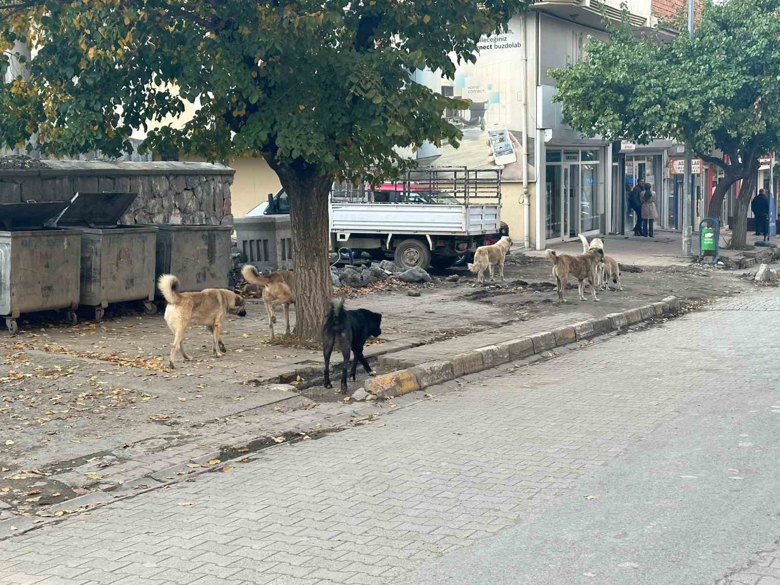 Kağızman’da başıboş köpekler tehlike saçıyor
