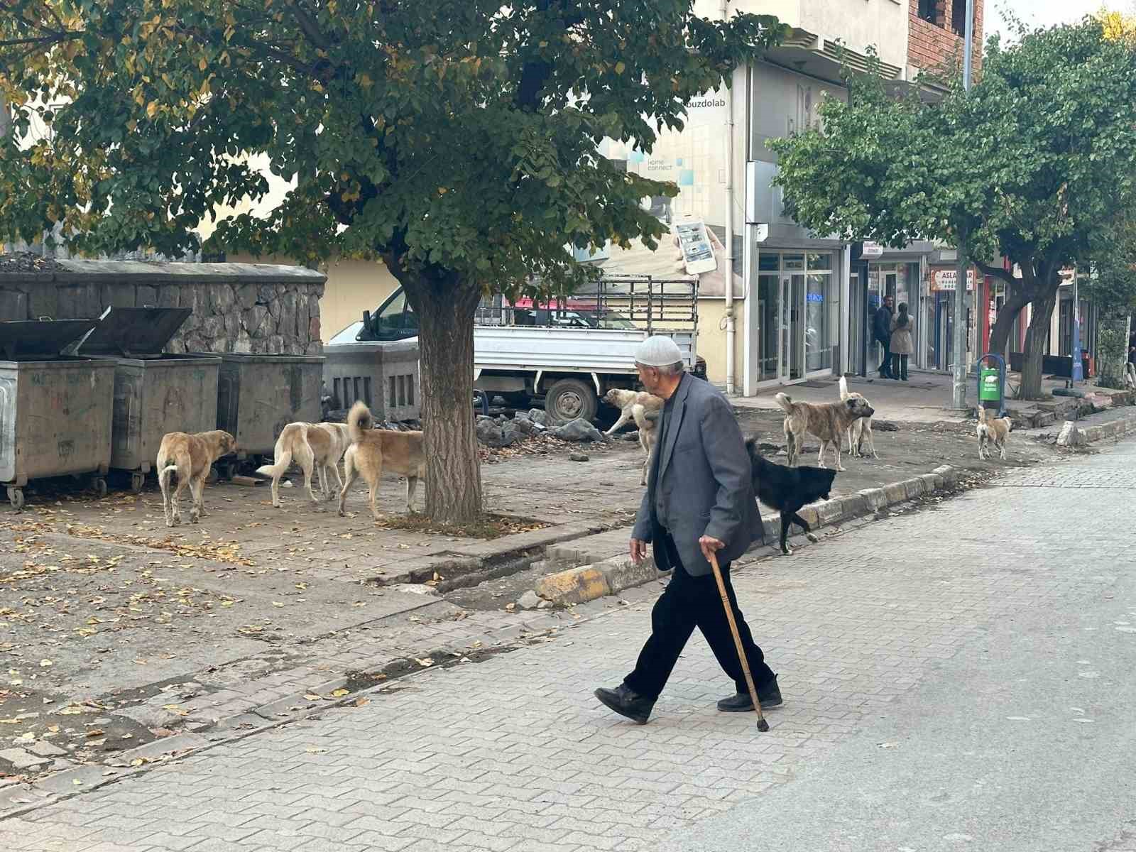 Kağızman’da başıboş köpekler tehlike saçıyor
