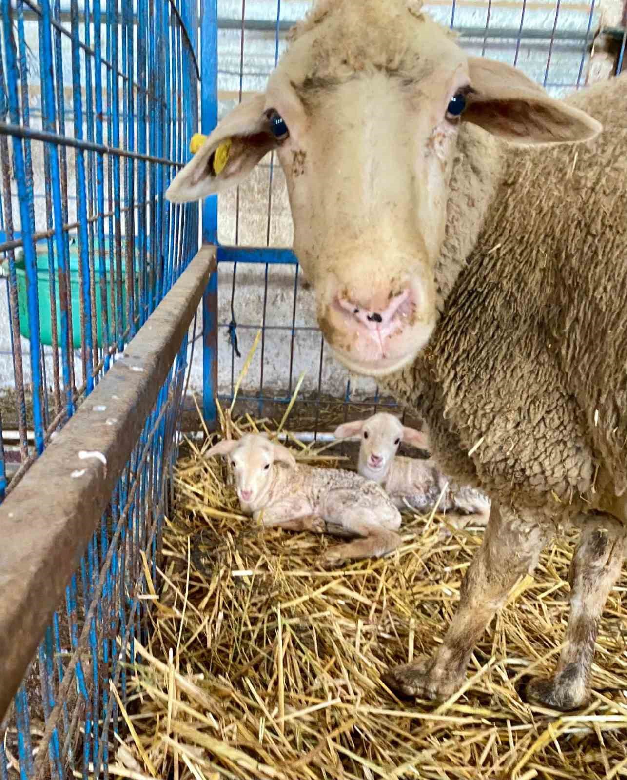 BAÜN’ün Kuzuları Dünyaya Gözlerini Açmaya Başladı
