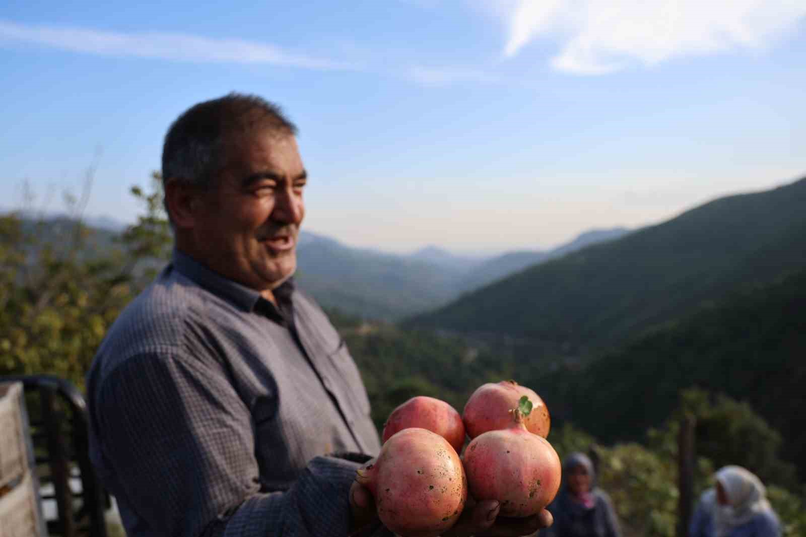 Tescilli Kuytucak narı bahçede 20 lira
