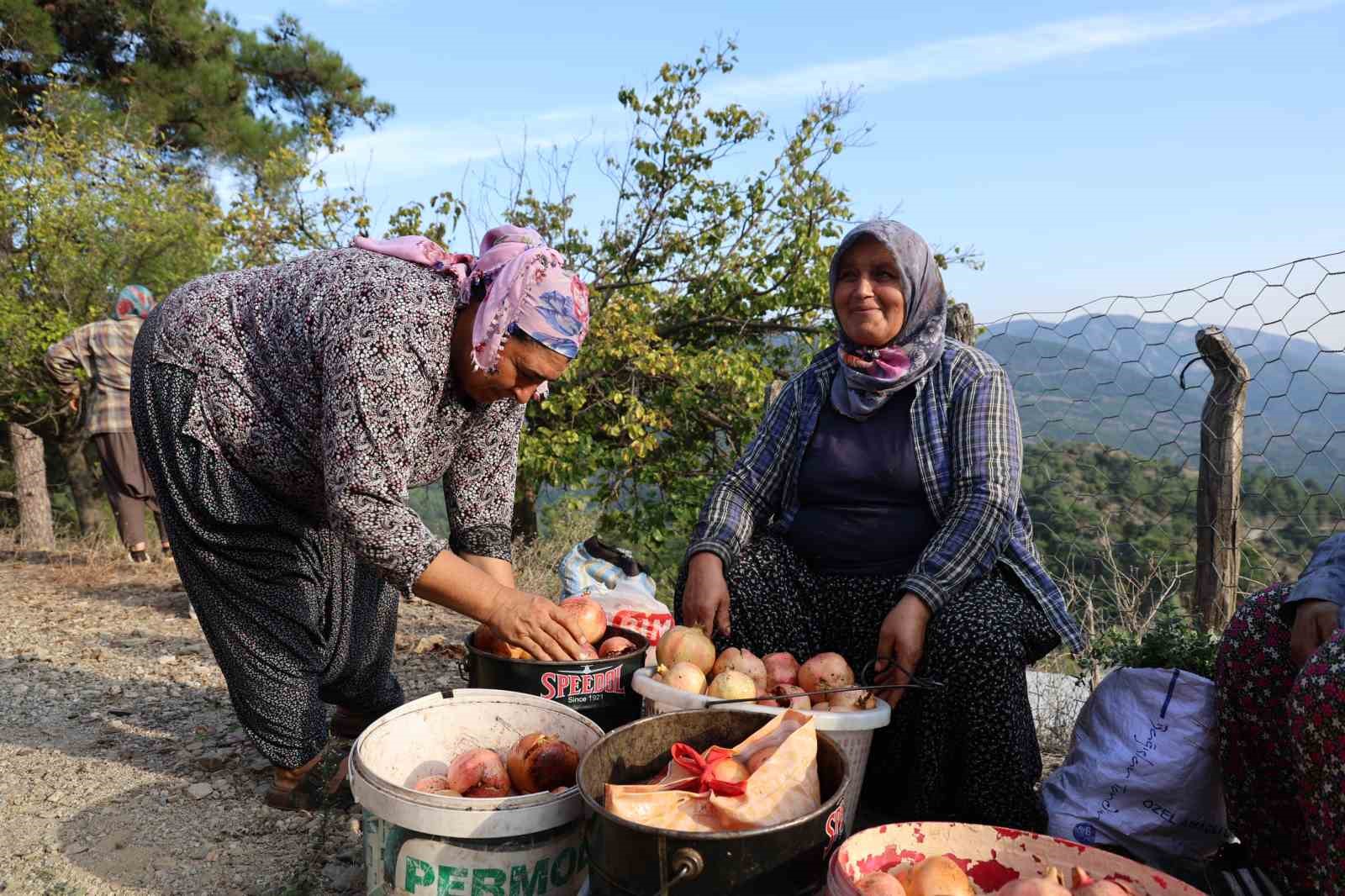 Tescilli Kuytucak narı bahçede 20 lira
