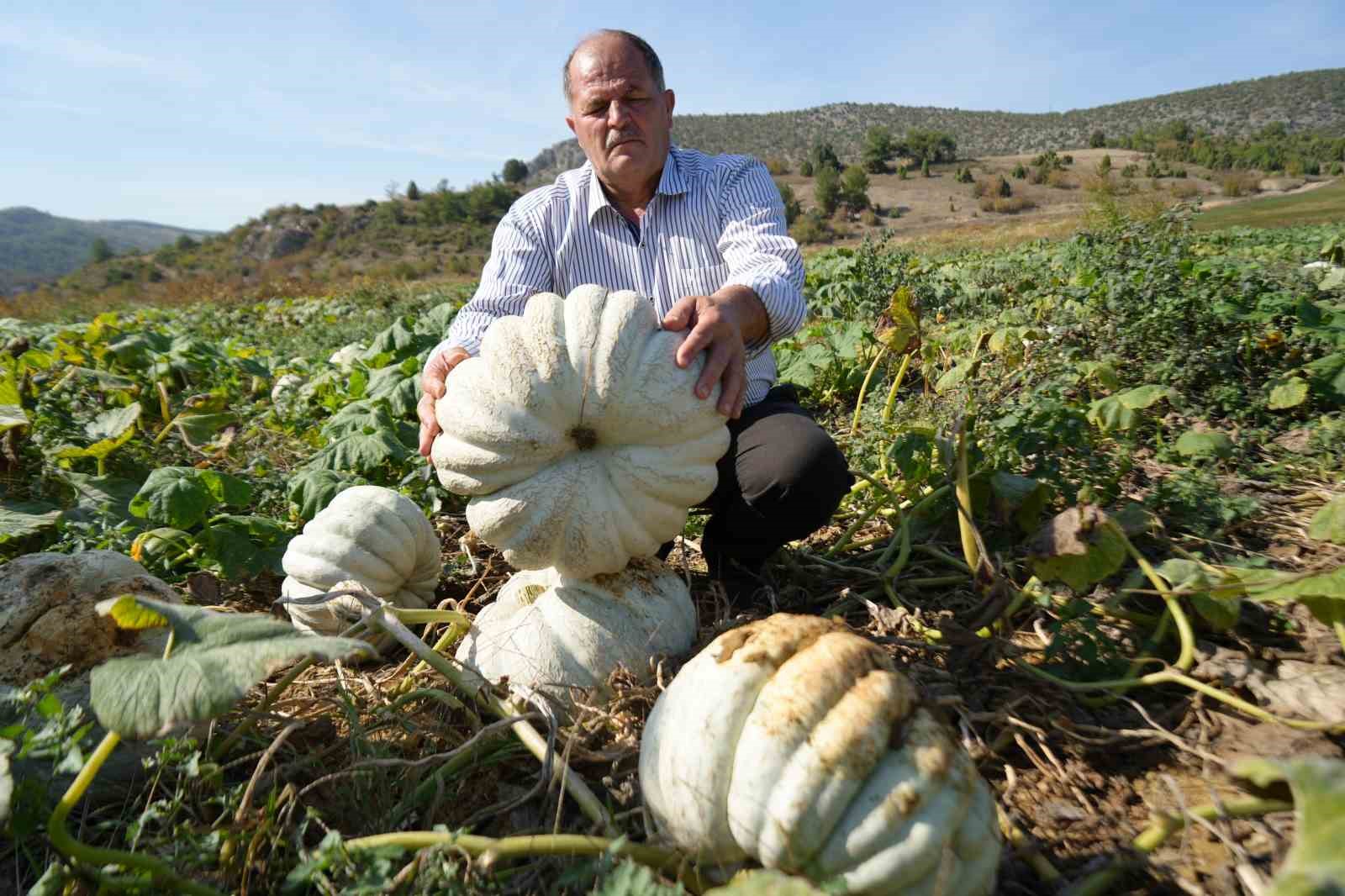 25 yıl önce deneme amaçlı ektiler, şimdi 40 şehre satıyorlar
