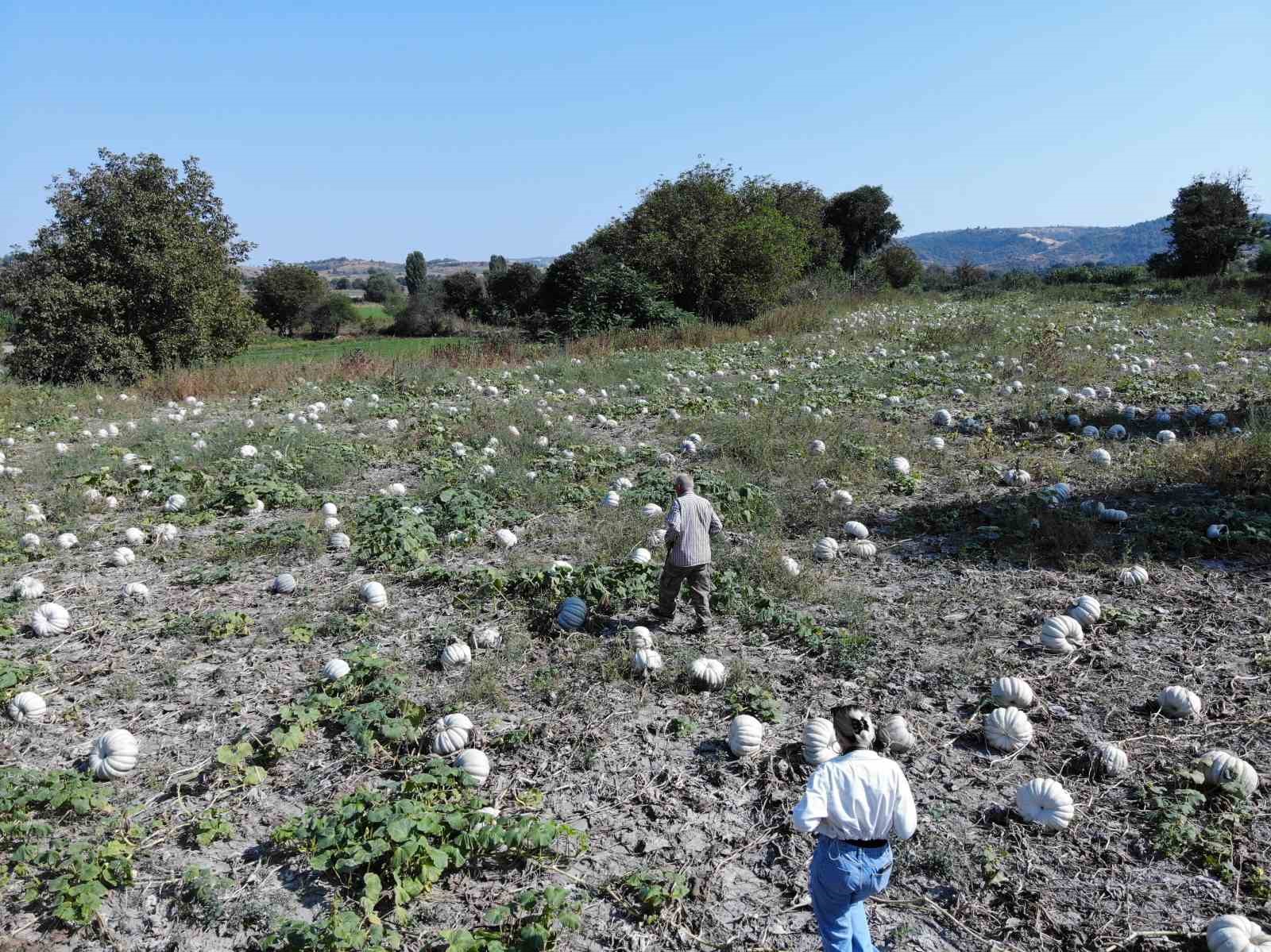 25 yıl önce deneme amaçlı ektiler, şimdi 40 şehre satıyorlar
