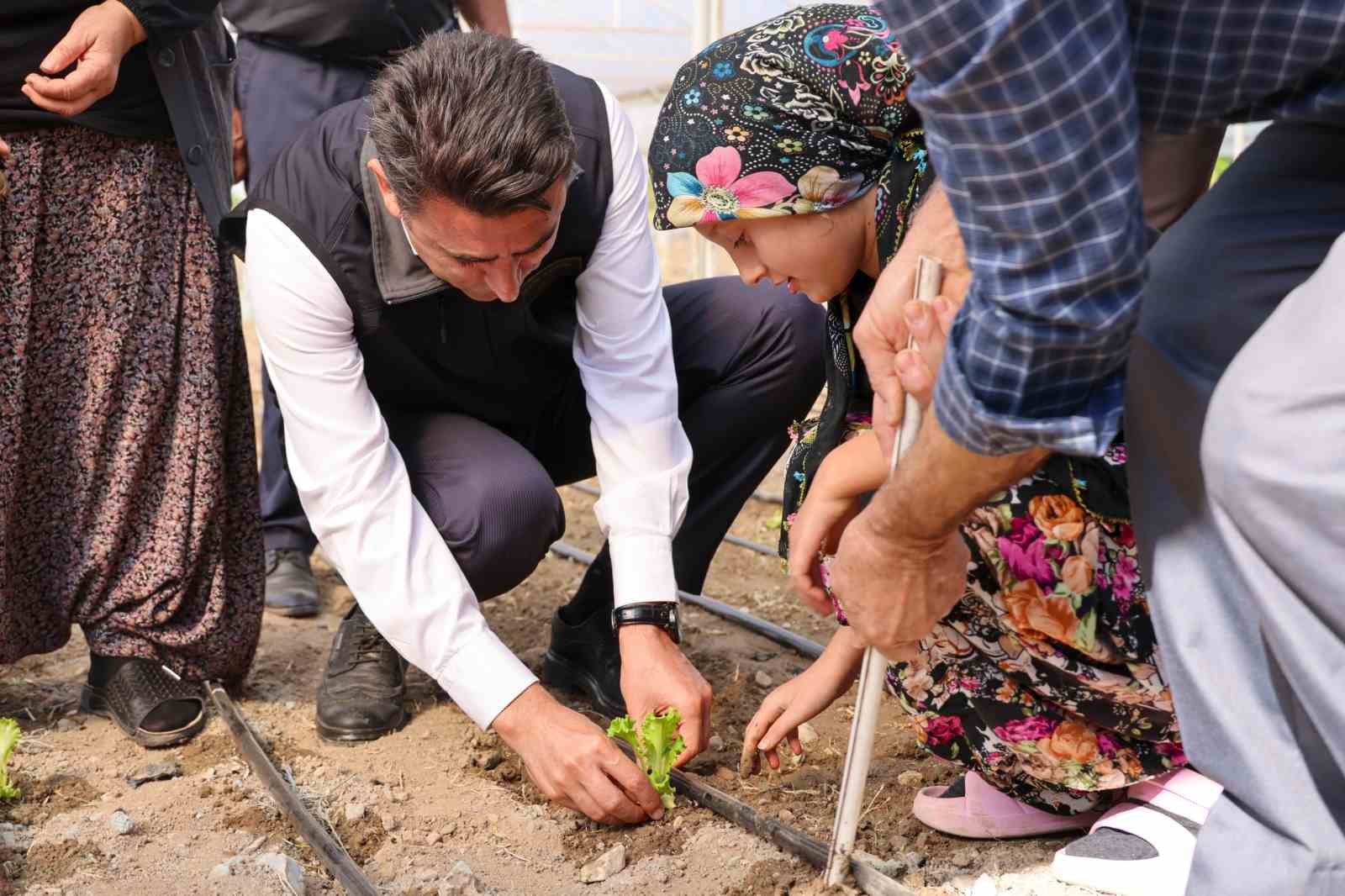 Bilecik’te 1 milyon 126 adet marul fidesi dağıtıldı
