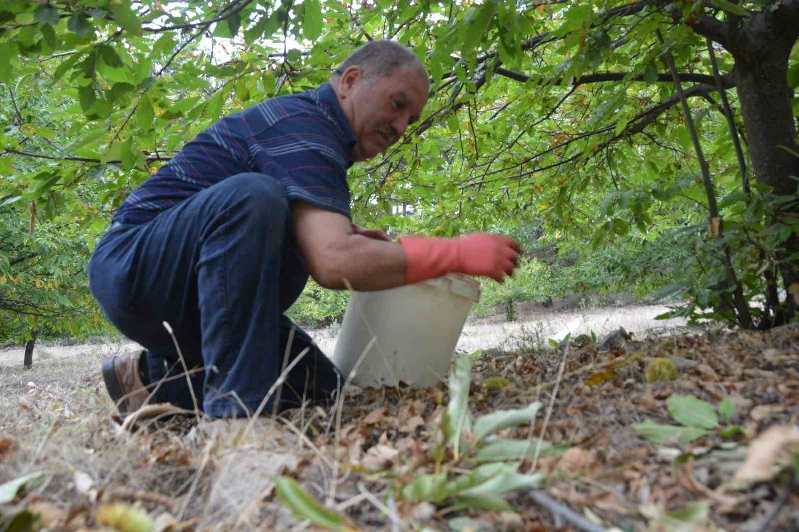 Balıkesir’de kestane hasadı başladı
