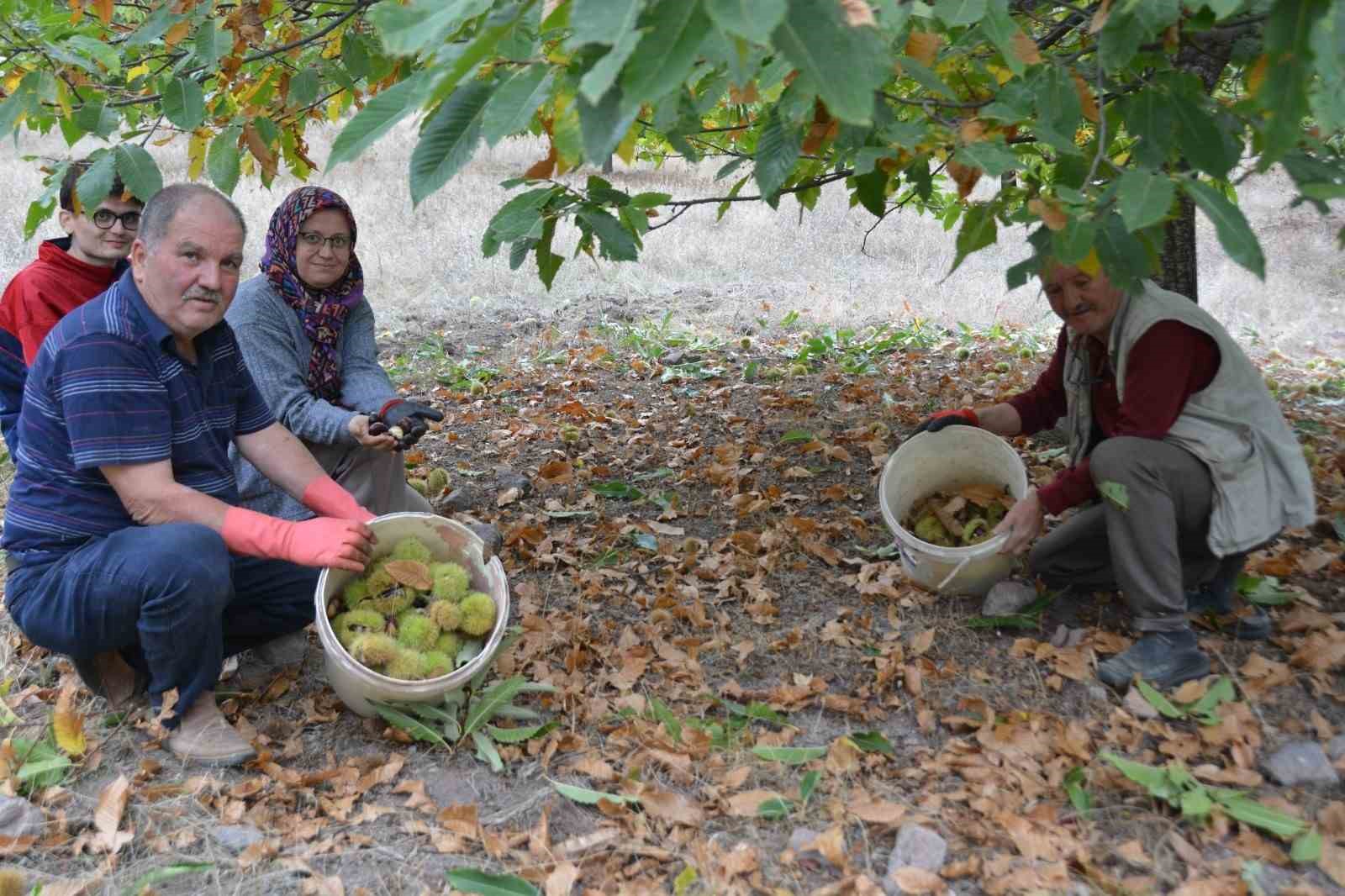 Balıkesir’de kestane hasadı başladı
