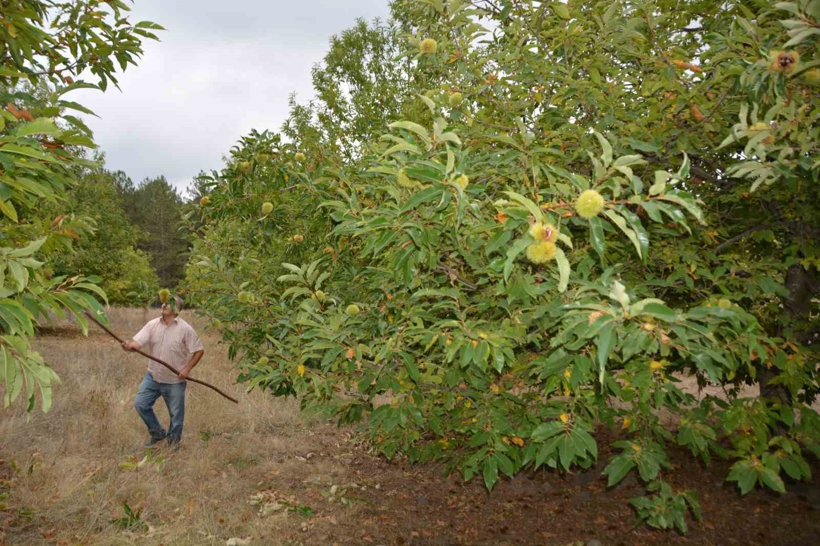 Balıkesir’de kestane hasadı başladı
