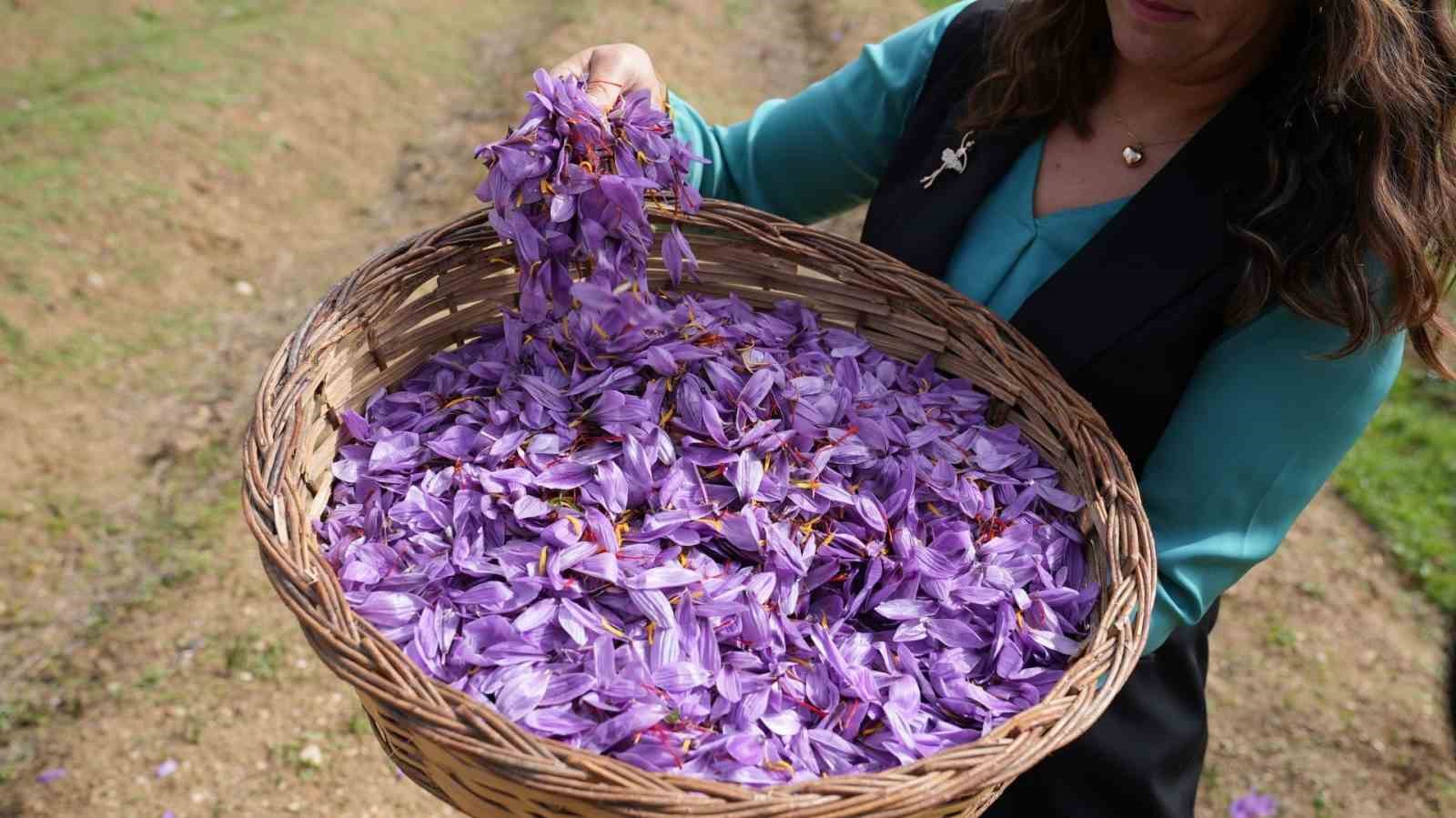 Safran yaprağı atıkları bilime hizmet ediyor
