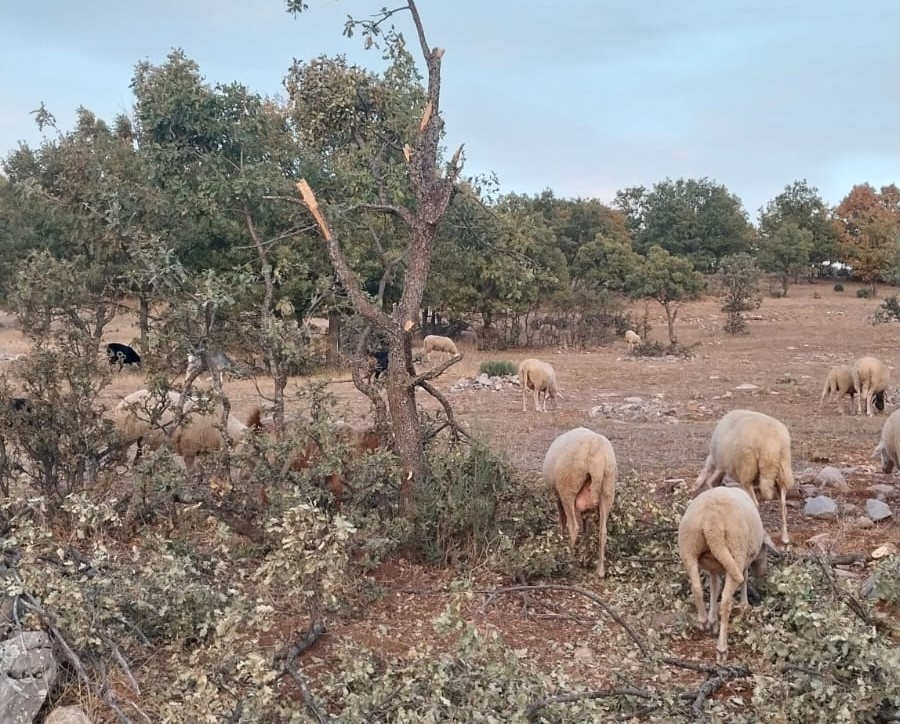 Gediz’de ayı koyunu parçaladı, çobanlar tedirgin
