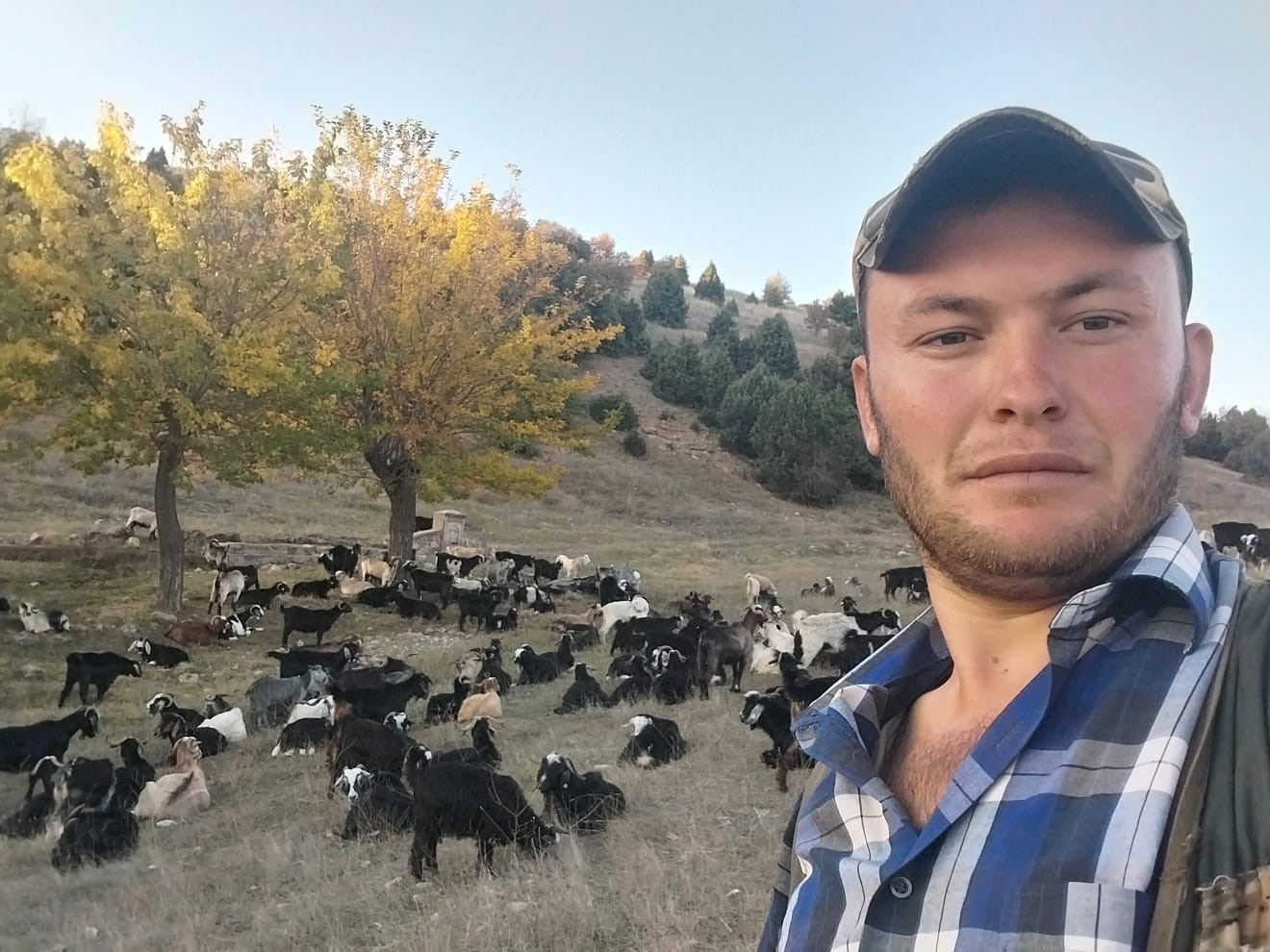 Gediz’de ayı koyunu parçaladı, çobanlar tedirgin
